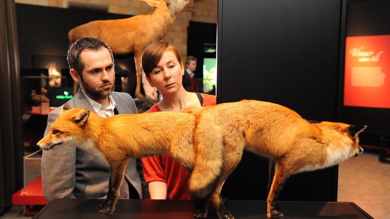 Zvieratká sex líšky Londýn múzeum